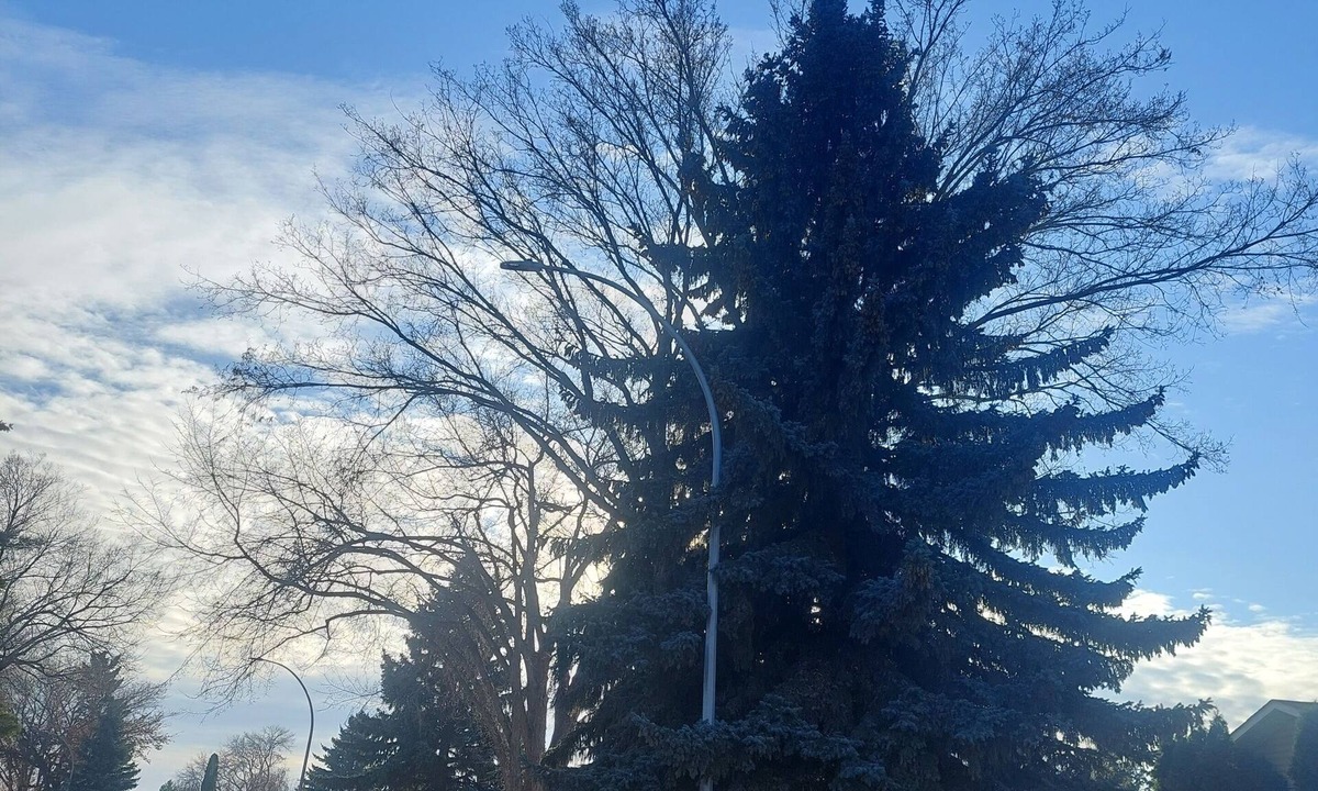 Sherwood Park House | 1 bedroom basement suite, private entrance, safe,quiet ,tree lined neighborhood.