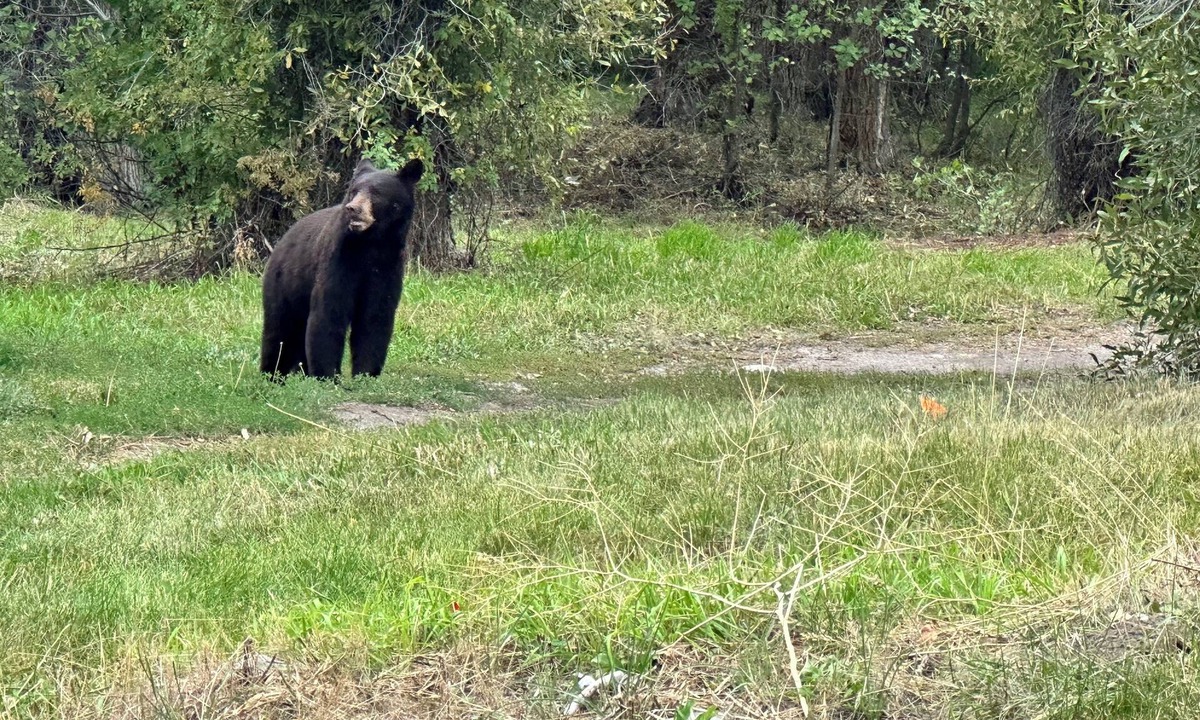 Moose Wilson Road House | 12 minutes to Grand Teton National Park. Pet Friendly.