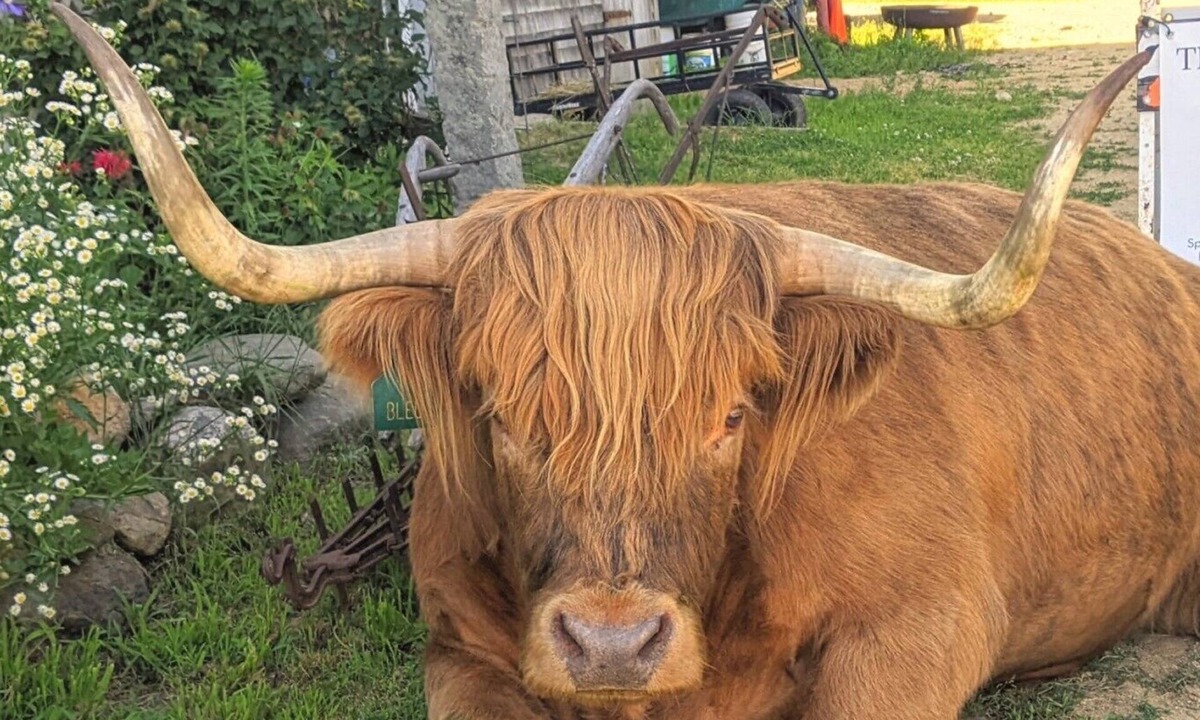 Loudon House | Highland Cattle Farm Stay - Suite D