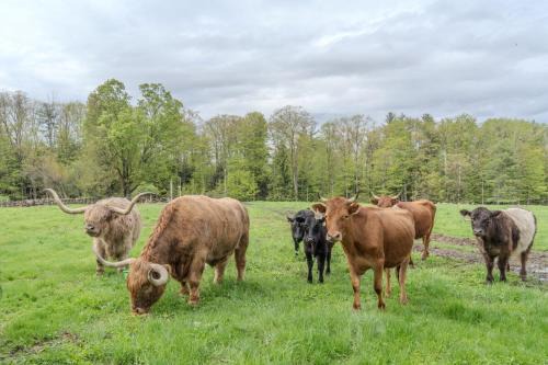 Loudon Apartment | Highland Catttle Farm - Cozy Suite for Two - C