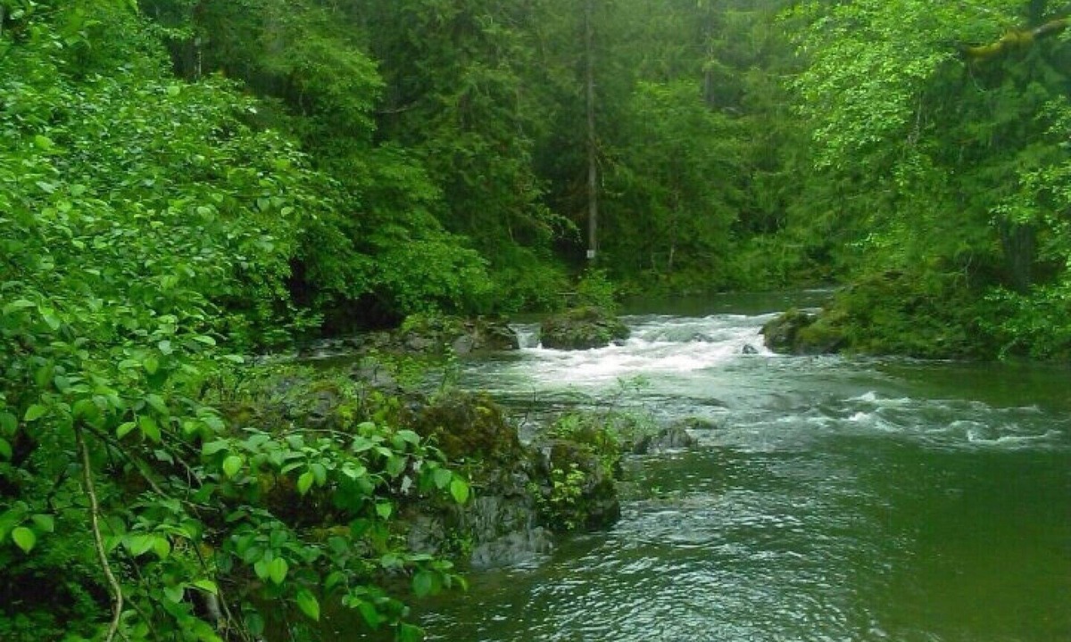 Shawnigan Lake Cabin | ~♡RIVERSIDE. Luxury off-grid retreat on river bend.Family friendly Ohm Sweet Om
