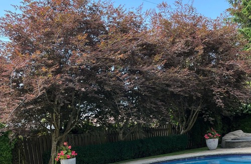 District of North Vancouver Apartment | Bright and beautiful basement suite in idyllic Edgemont Village North Vancvouver