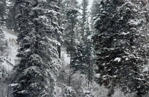 Taos Cabin | Enchanting cabin with modern amenities, private and immersed in nature.