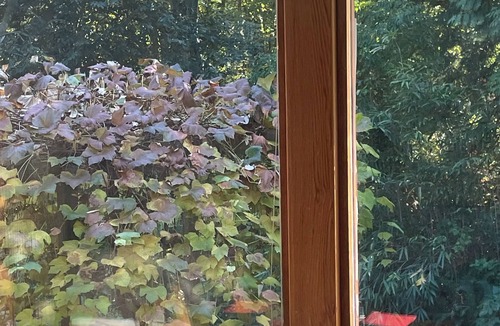 West Vancouver Apartment | nNested in beautiful south facing garden studio available for rent
