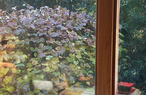 West Vancouver Apartment | nNested in beautiful south facing garden studio available for rent
