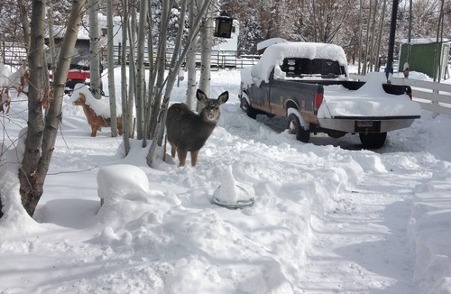 Robertson House | Private 10 room house W/7 beds! Safe, Secluded, Surrounded by creeks, & aspen.