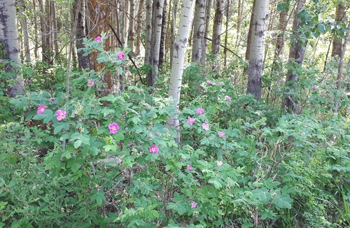 Northeast Edmonton Cottage | Stargaze in the forest. Enchanting Straw Bale Cottage nestled in nature.