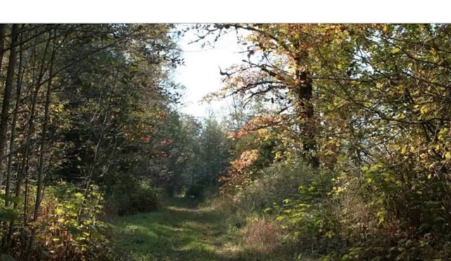 #2 Eco Retreat Cabin! Fish/Bring Horses/ATV/Kayak!