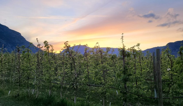 4 Bedrooms with Orchard Views