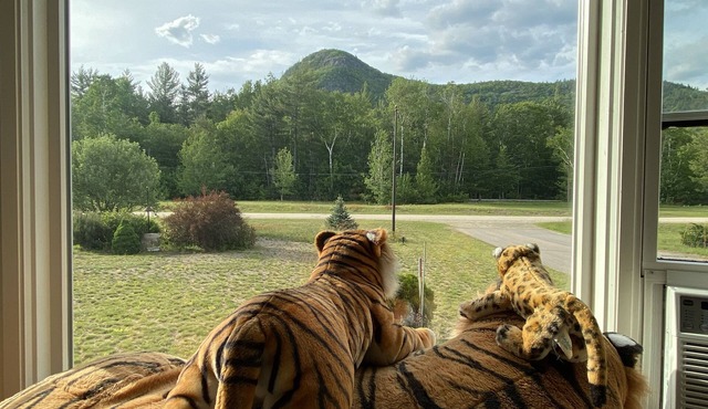 Family Waterfront Haven on the Saco River, Private Road, Hiking, Outdoor Fun