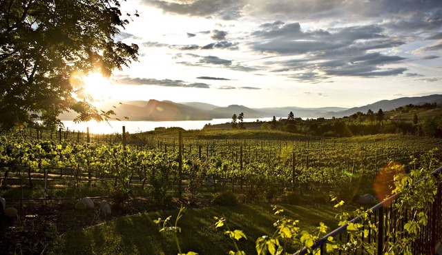 Gorgeous suite on Gjoa's Vineyard located in the heart of the Naramata Bench