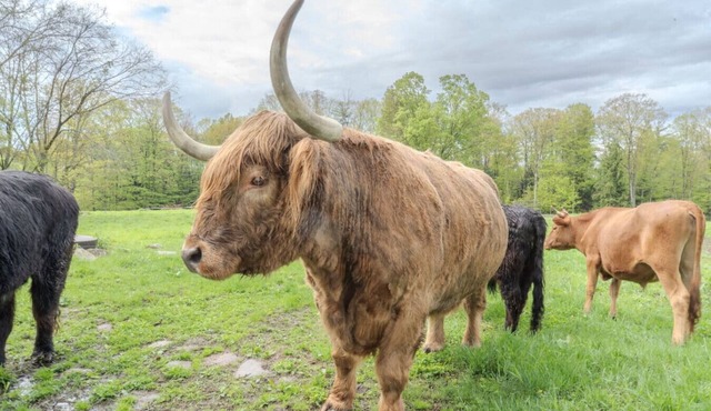Highland Cattle Farm Cozy Suite for Two - C
