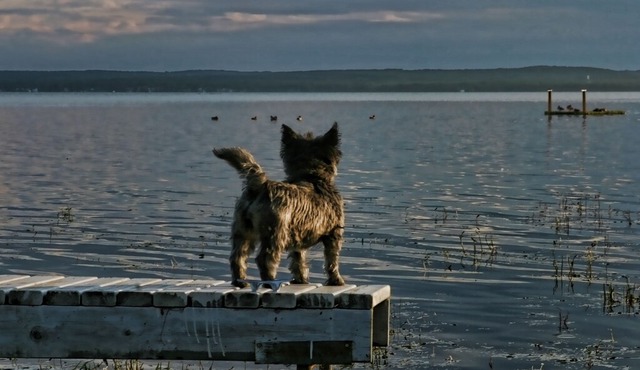 Pretty Little Pet Friendly Pigeon Lake Cabin for Rent, plus option to add RV