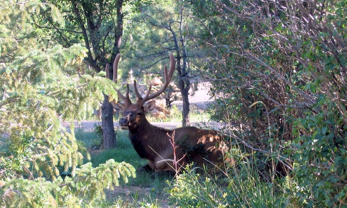 Estes Park Cabin | Updated Vintage Cabin with Spectacular Views, Rocks & Hot Tub!