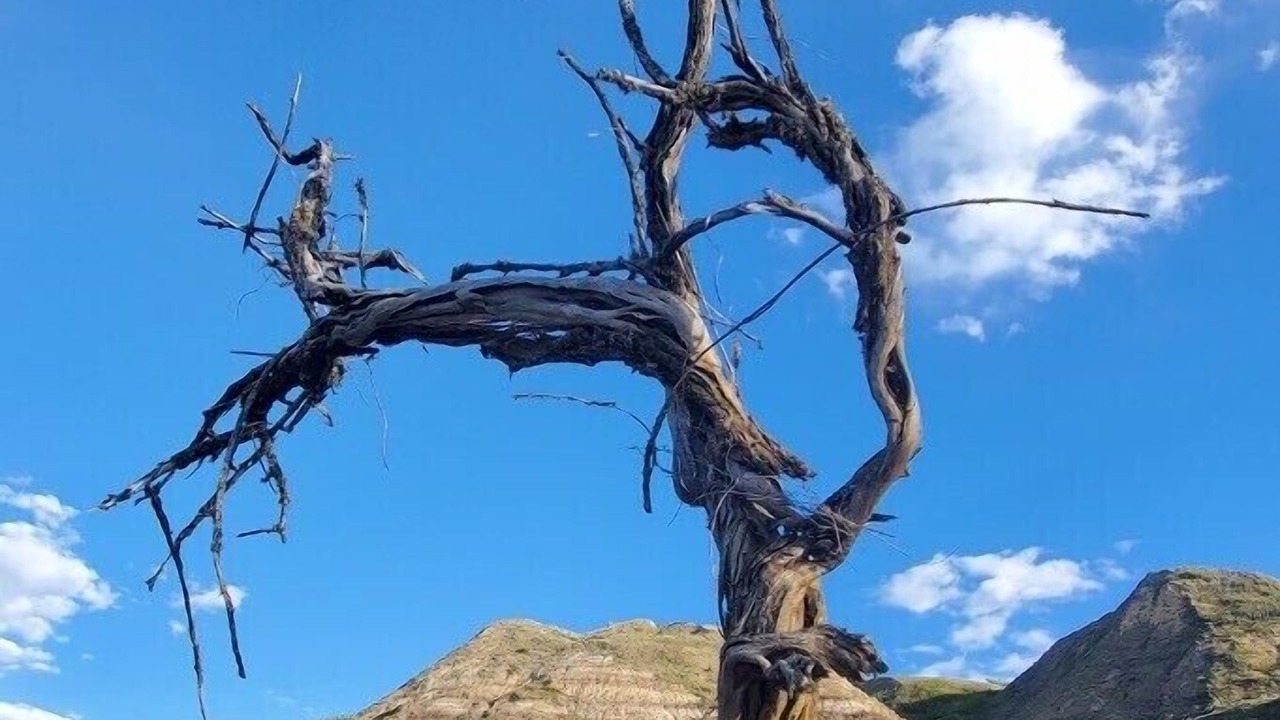 Photo of Others in Drumheller