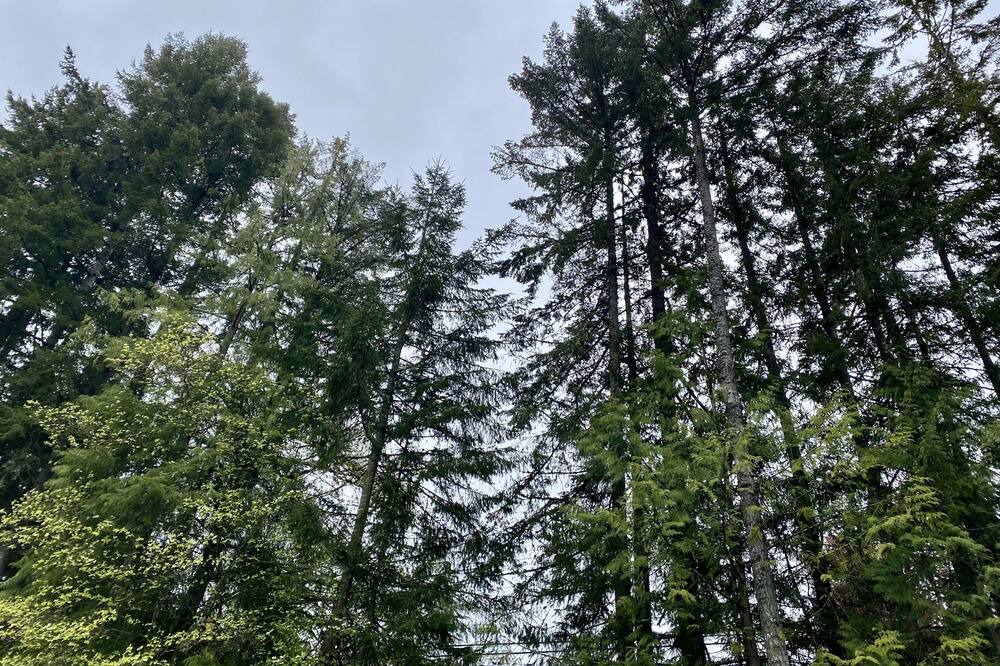 Photo of Outdoor in Duncan