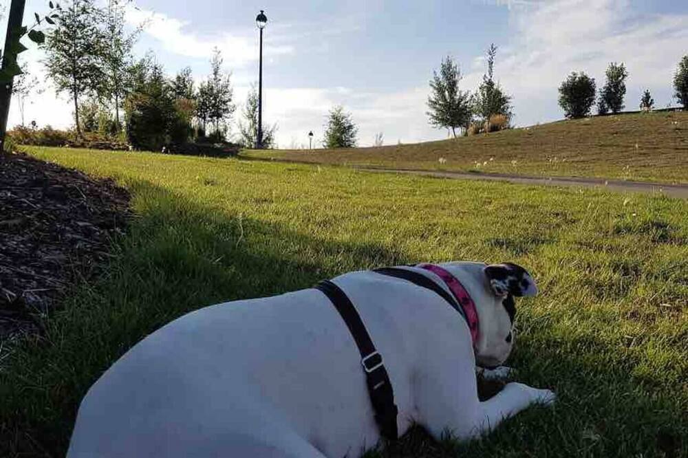 Photo of Outdoor in Southeast Edmonton