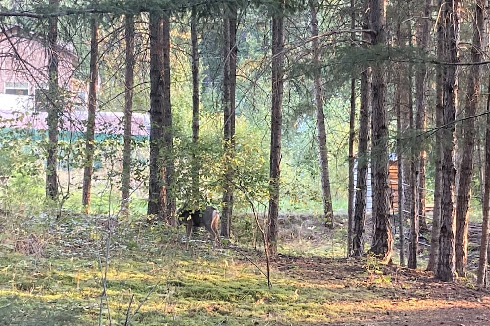 Photo of Outdoor in Anglemont