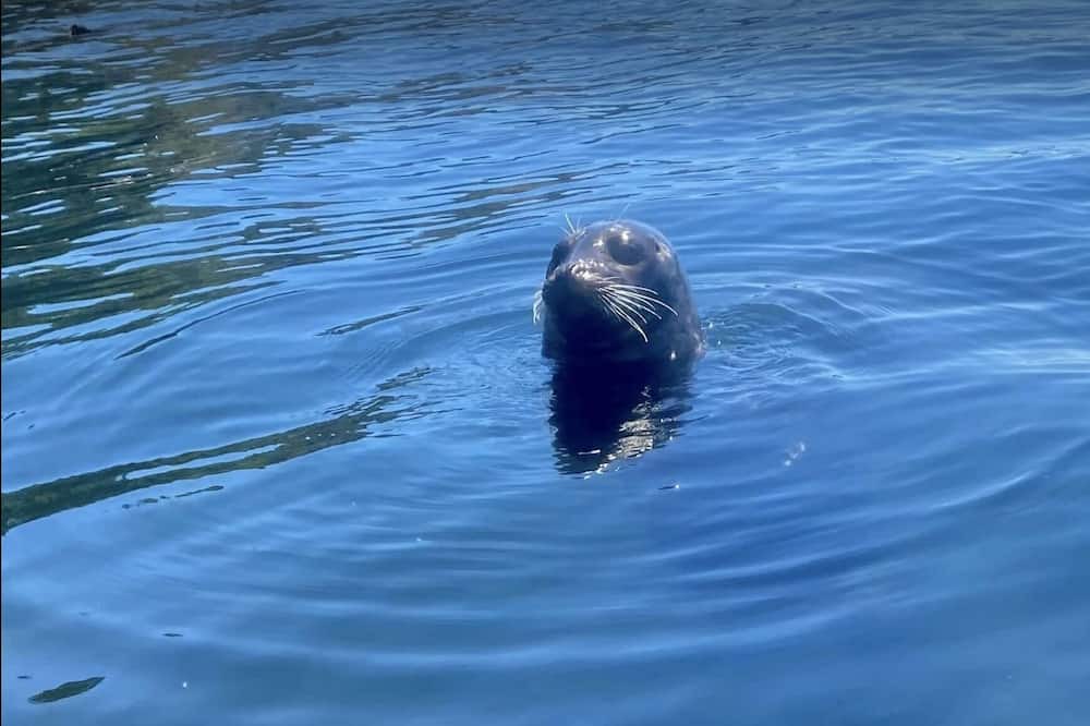 Photo of Others in Sooke