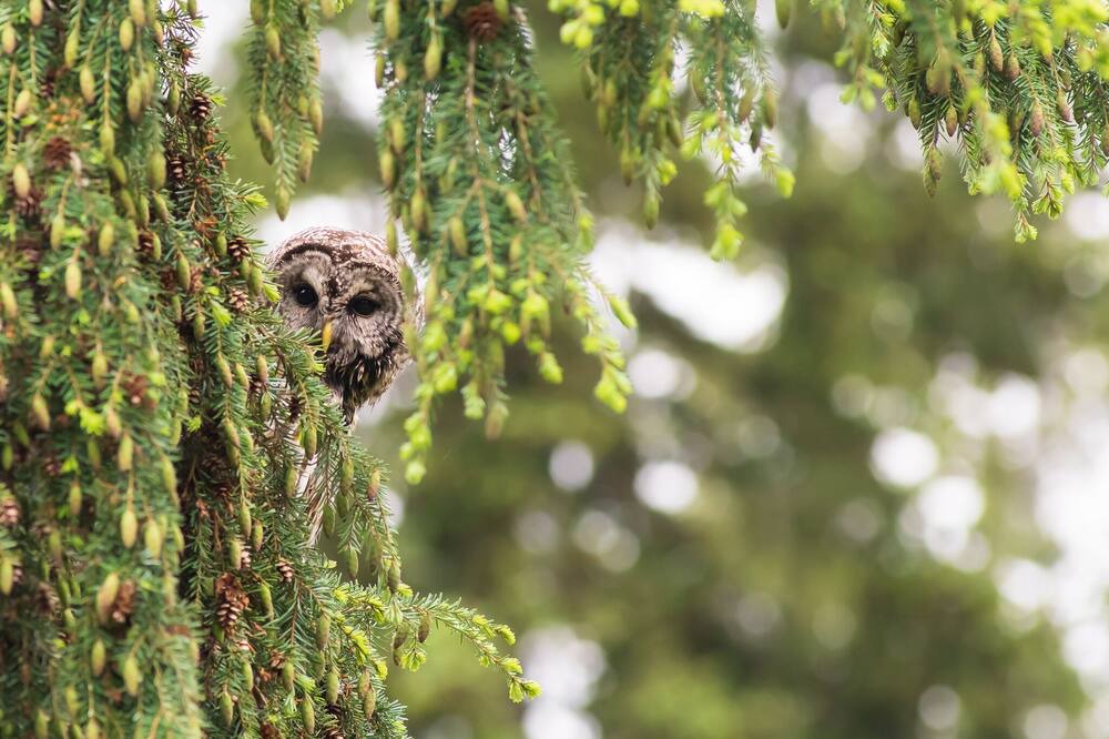 Photo of Others in Shawnigan Lake
