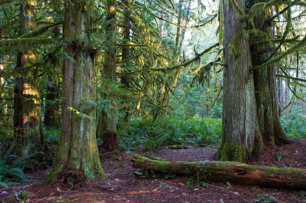 Photo of Outdoor in Shawnigan Lake