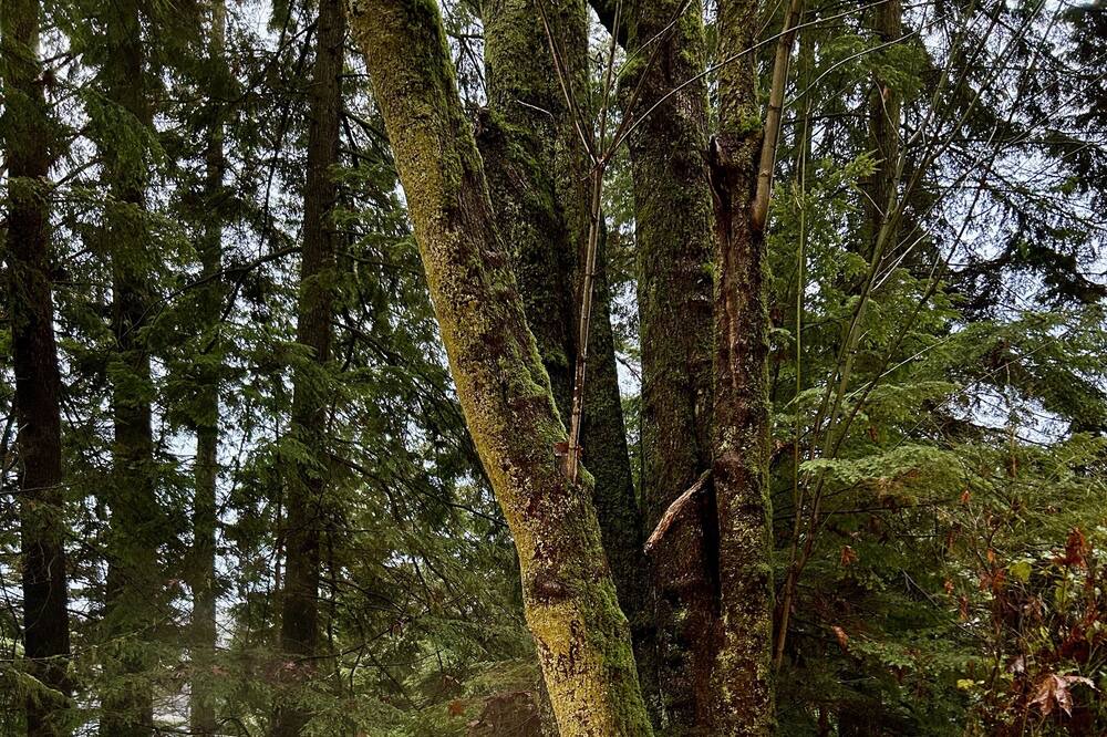 Photo of Outdoor in Port Moody