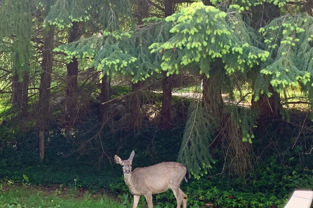 Photo of Others in West Porpoise Bay