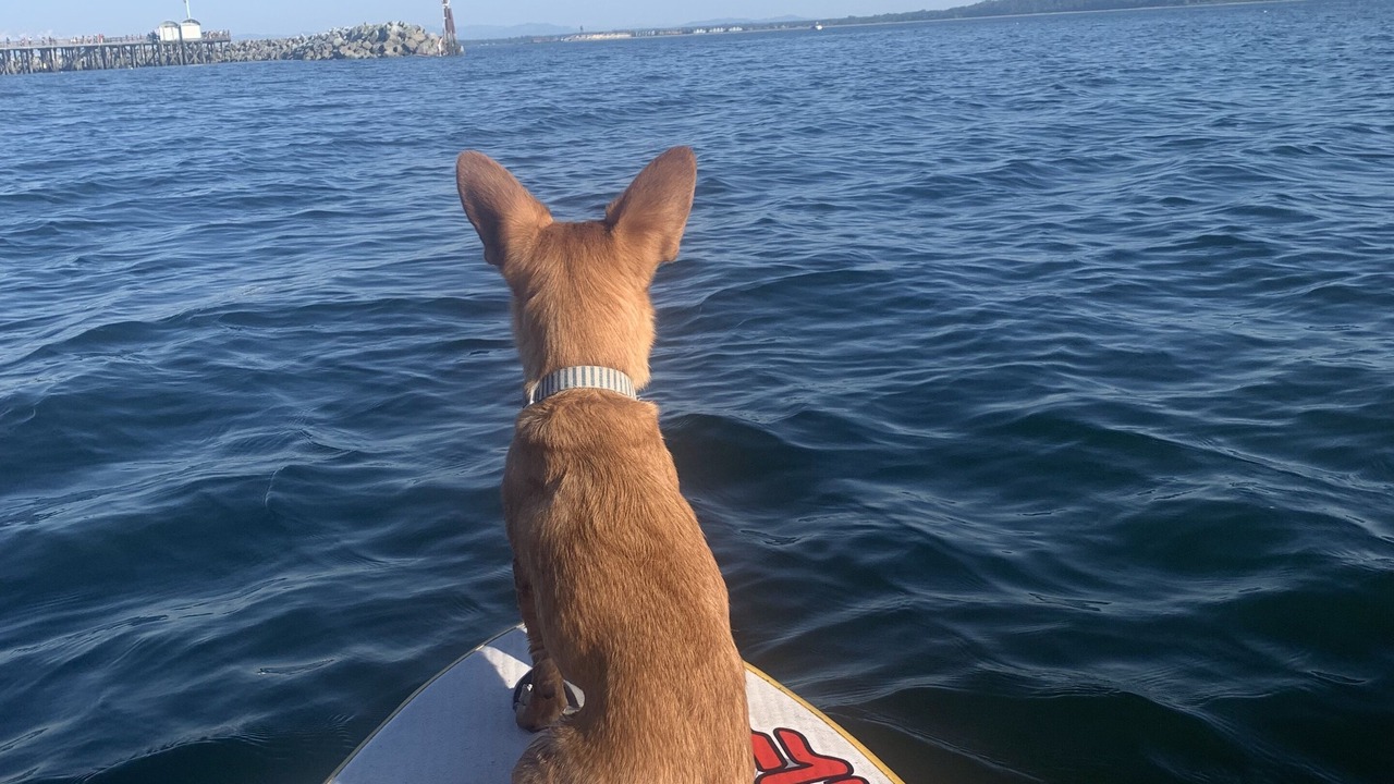 Photo of Others in White Rock