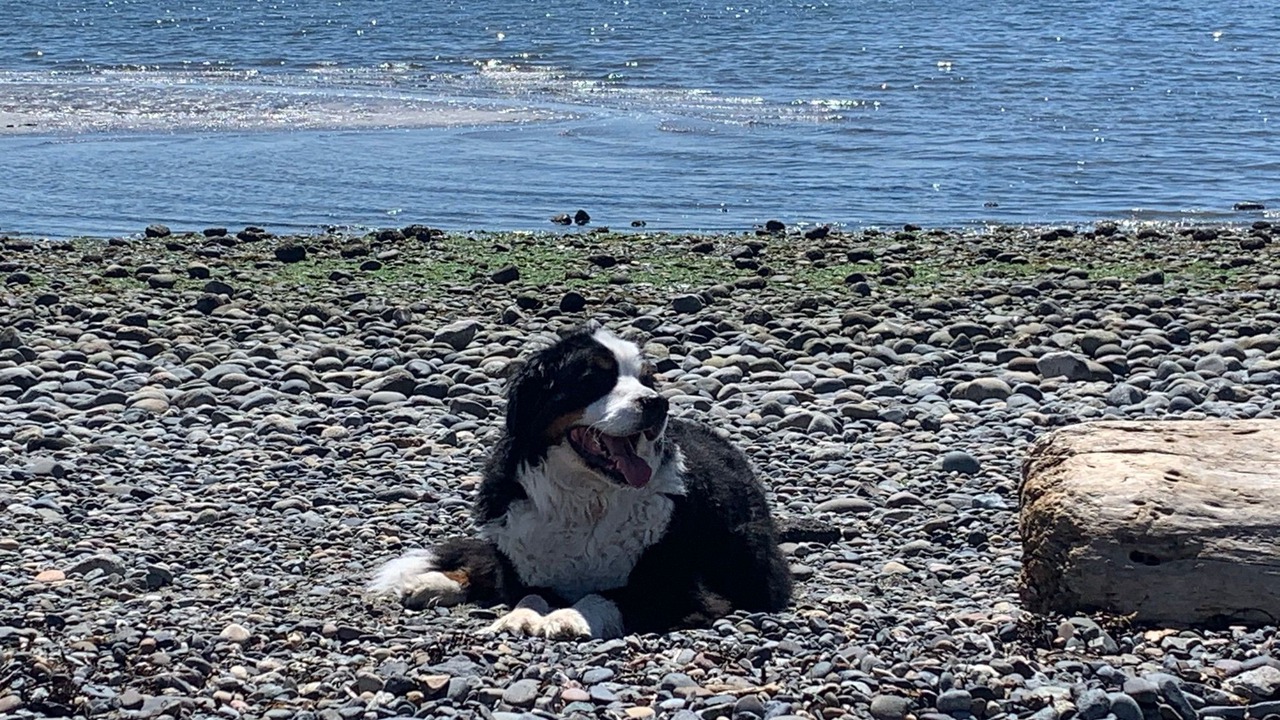 Photo of Others in White Rock