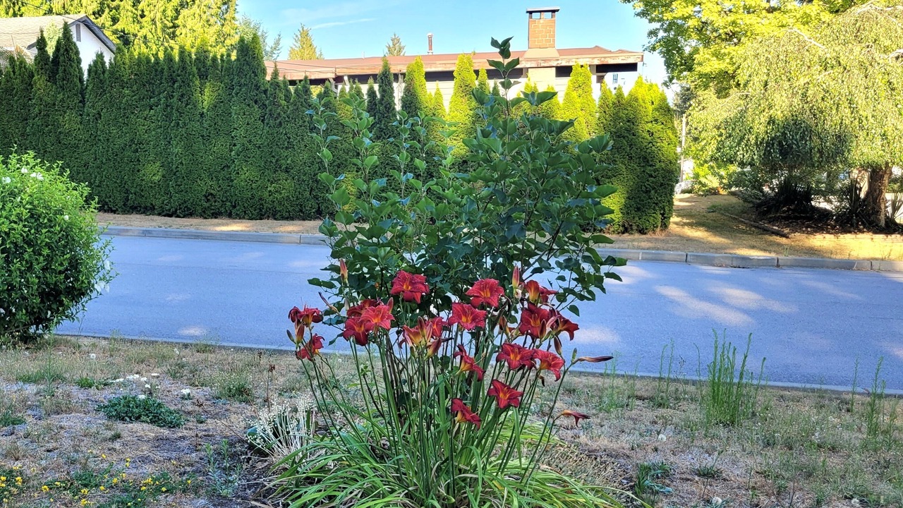 Photo of Outdoor in Port Coquitlam