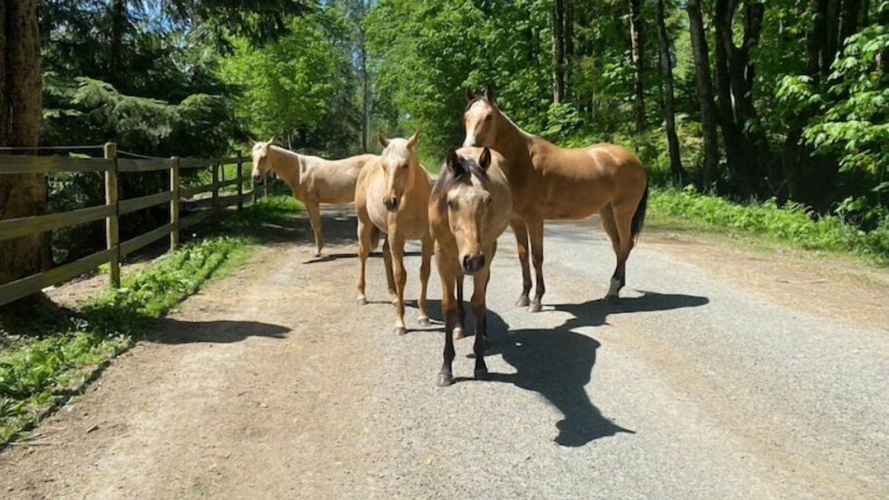 Photo of Outdoor in Duncan