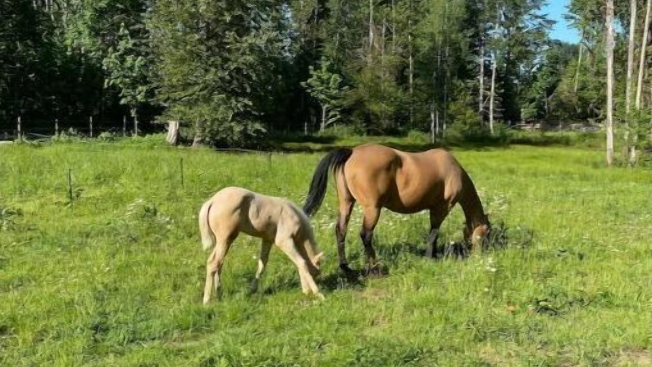 Photo of Outdoor in Duncan
