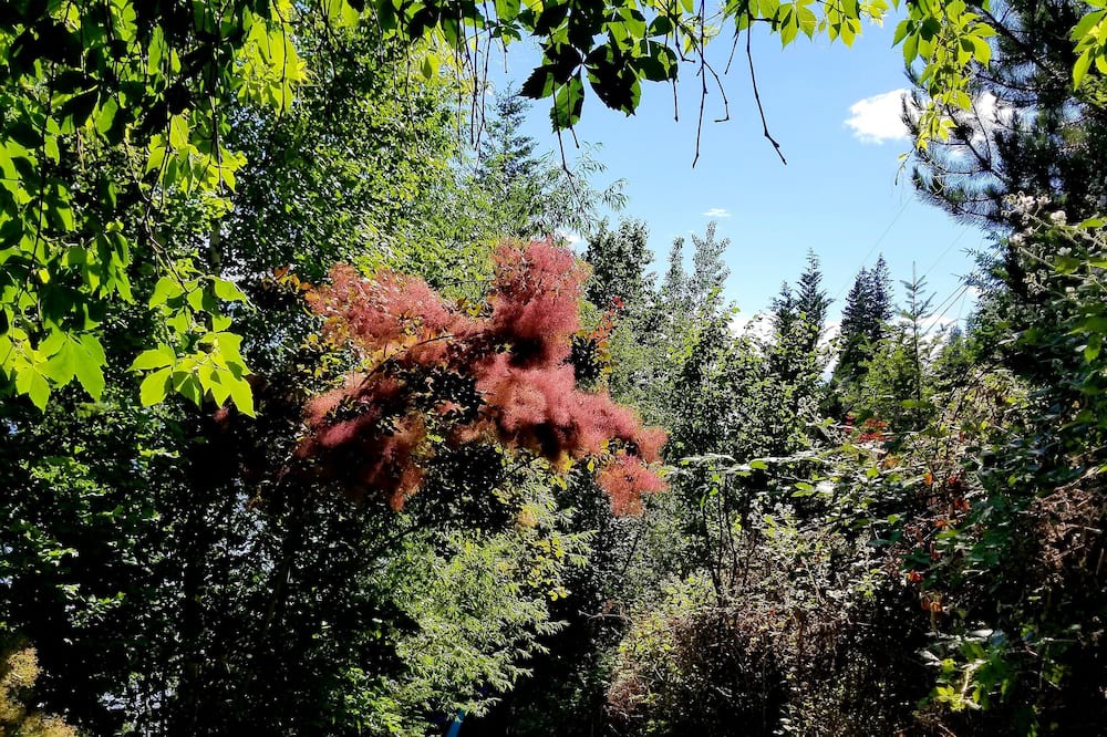 Photo of Outdoor in Anglemont