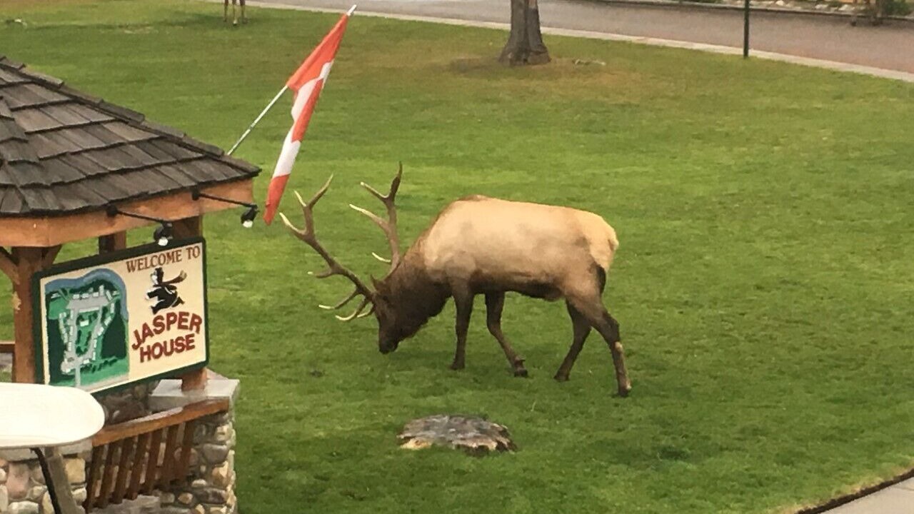 Photo of Outdoor in Jasper