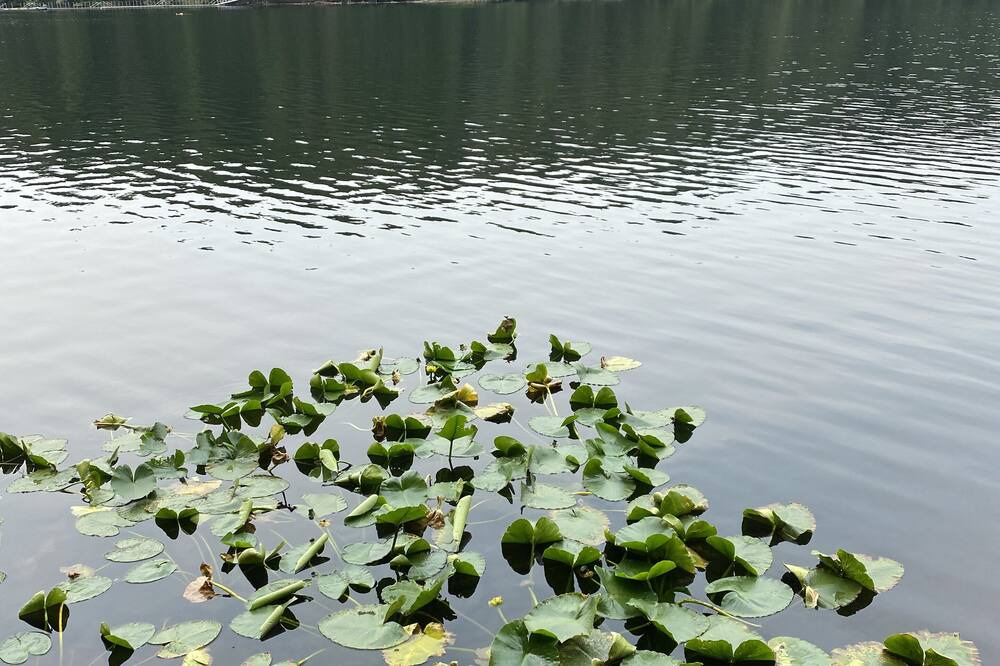 Photo of Others in Port Moody