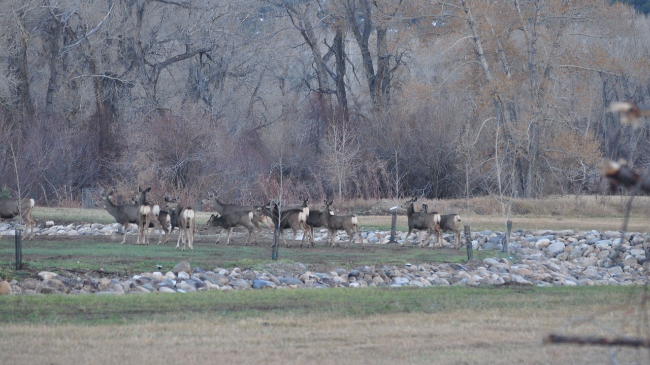 Photo of Others in Salida