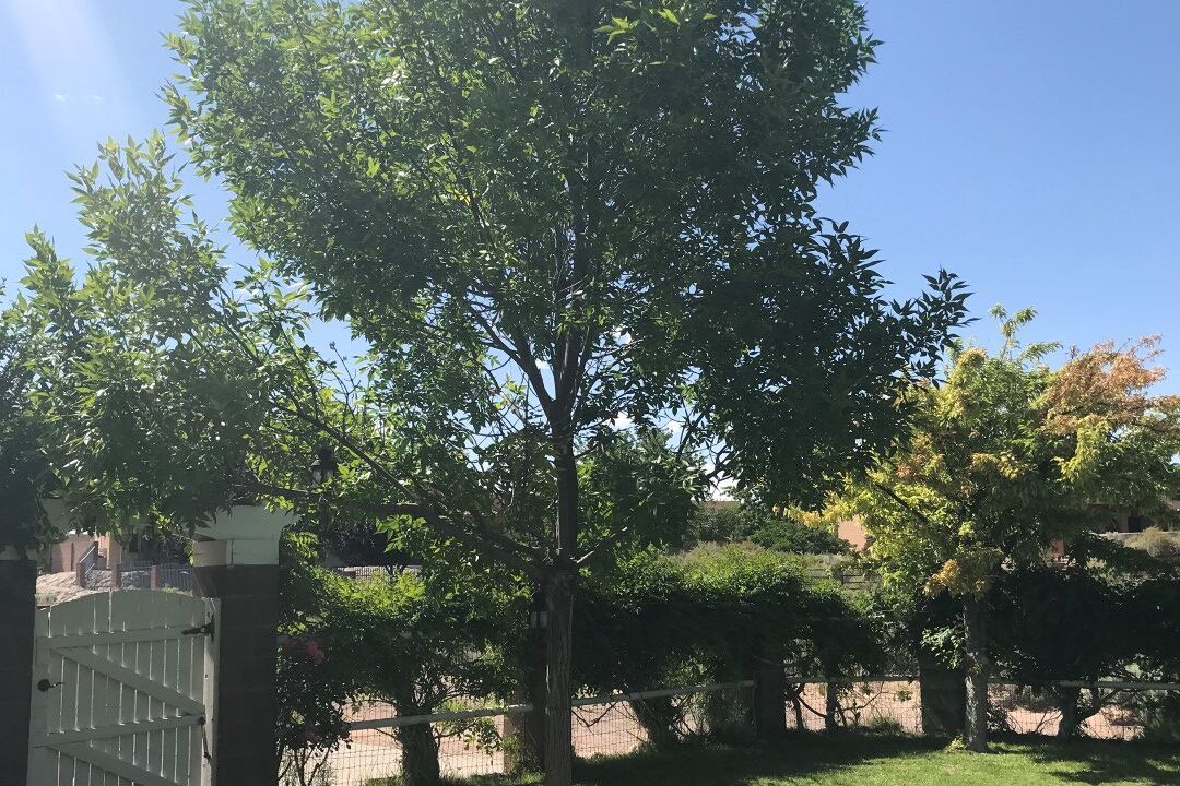 Photo of Outdoor in Corrales