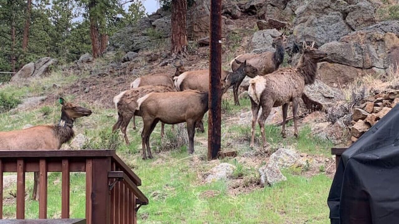 Photo of Outdoor in Estes Park
