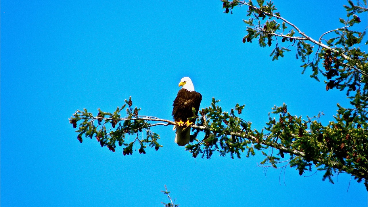 Photo of Others in Colwood