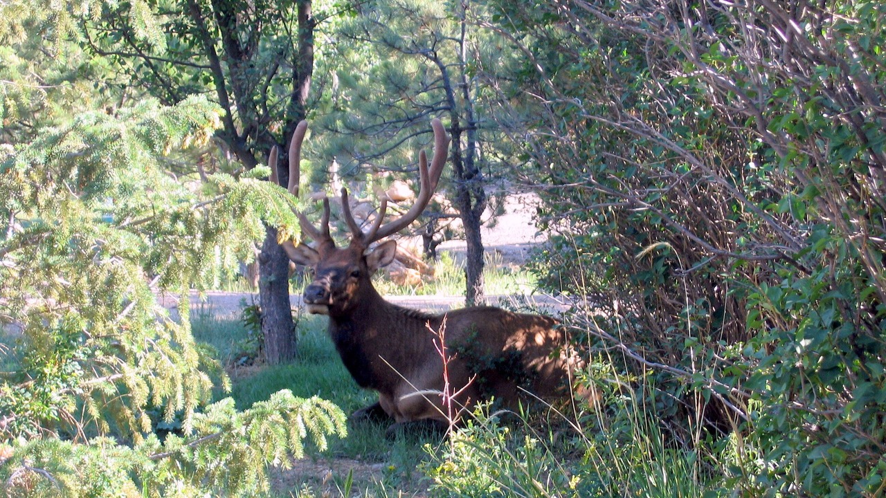 Photo of Outdoor in Estes Park