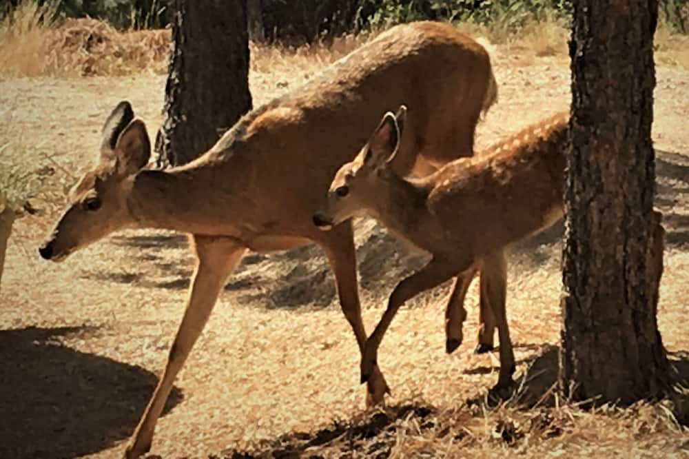 Photo of Others in Okanagan-Similkameen