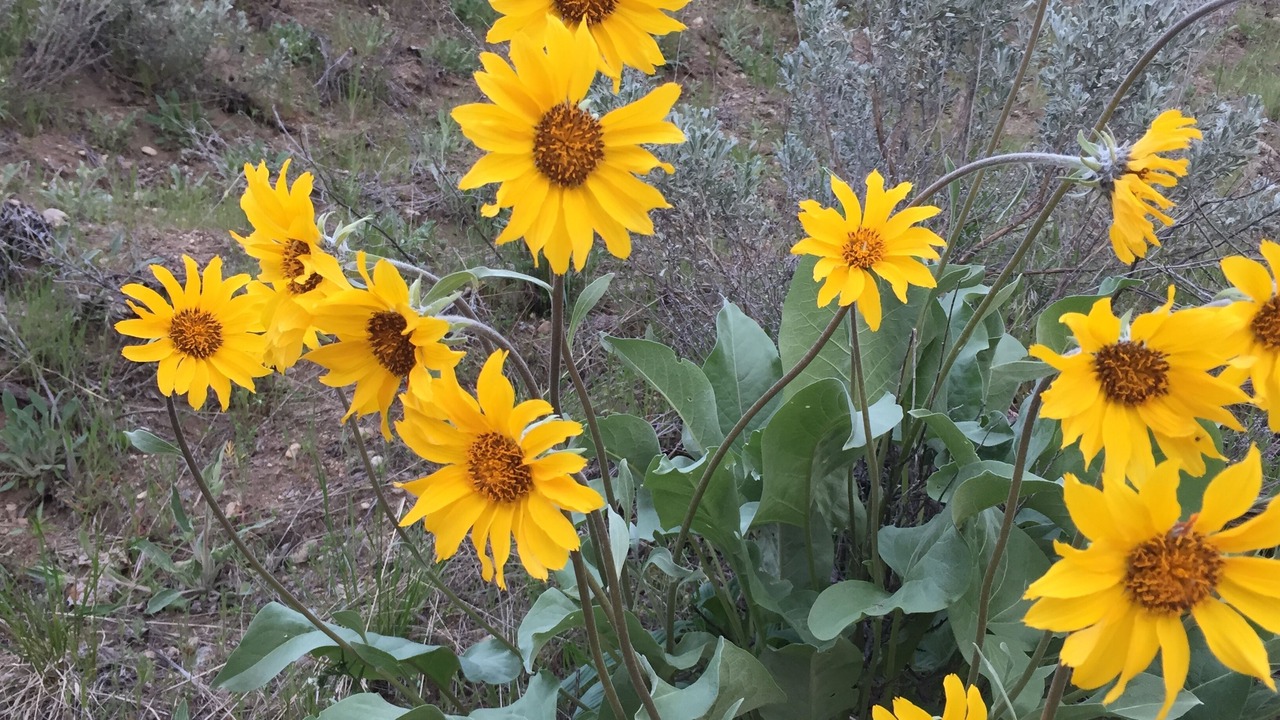 Photo of Others in Okanagan-Similkameen