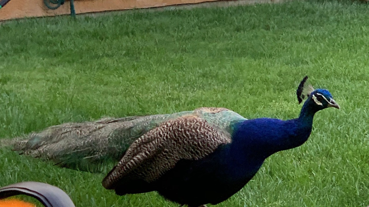 Photo of Outdoor in Central Okanagan