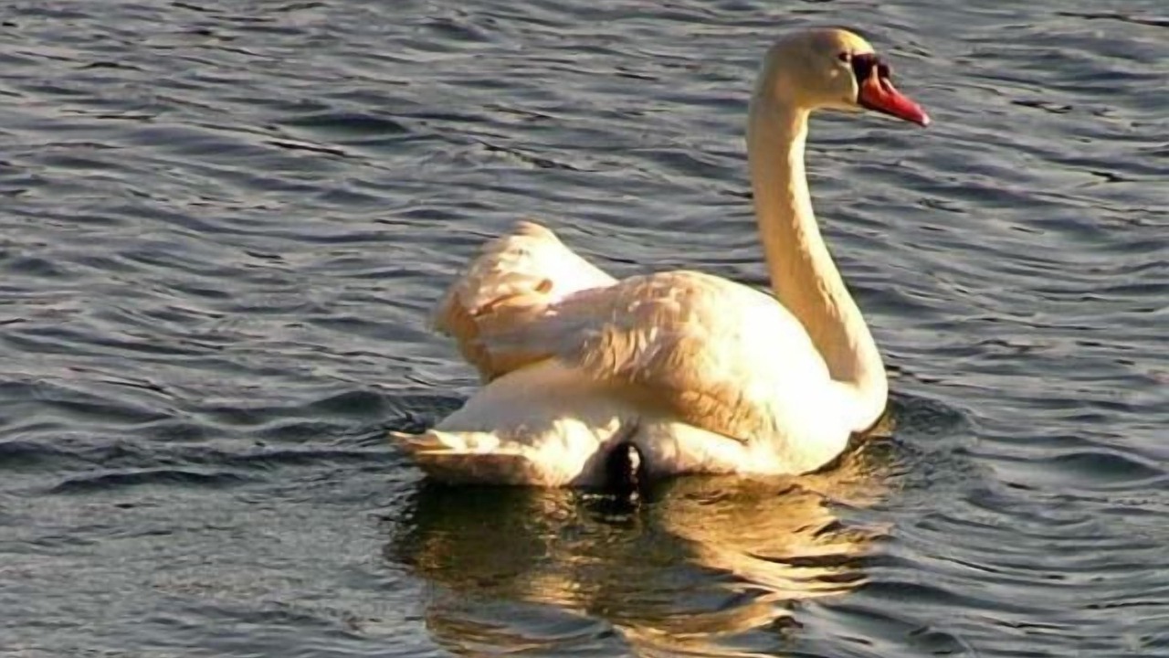 Photo of Others in Sidney