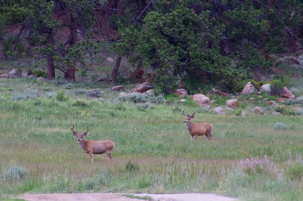 Photo of Others in Red Feather Lakes