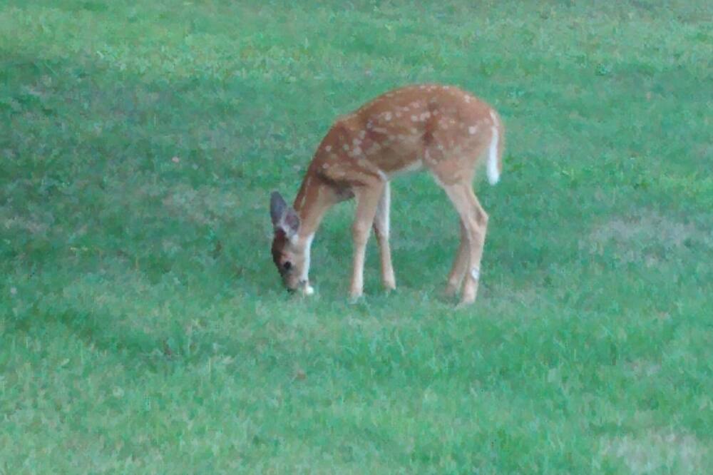 Photo of Outdoor in Sicamous