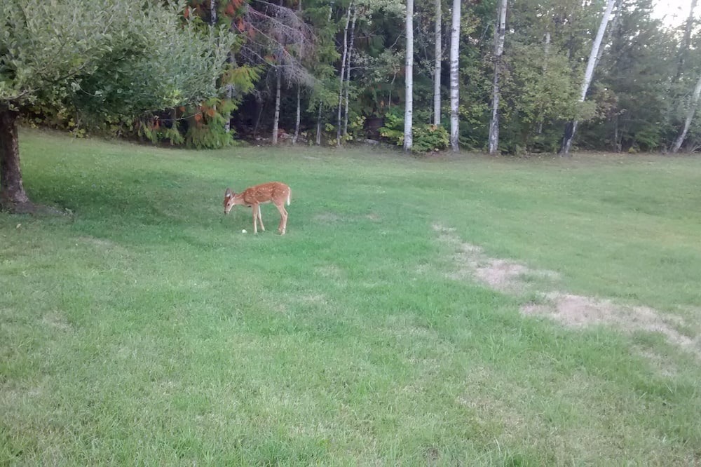 Photo of Outdoor in Sicamous