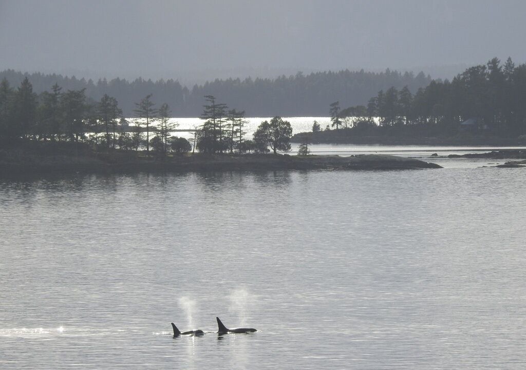 Photo of Others in Galiano