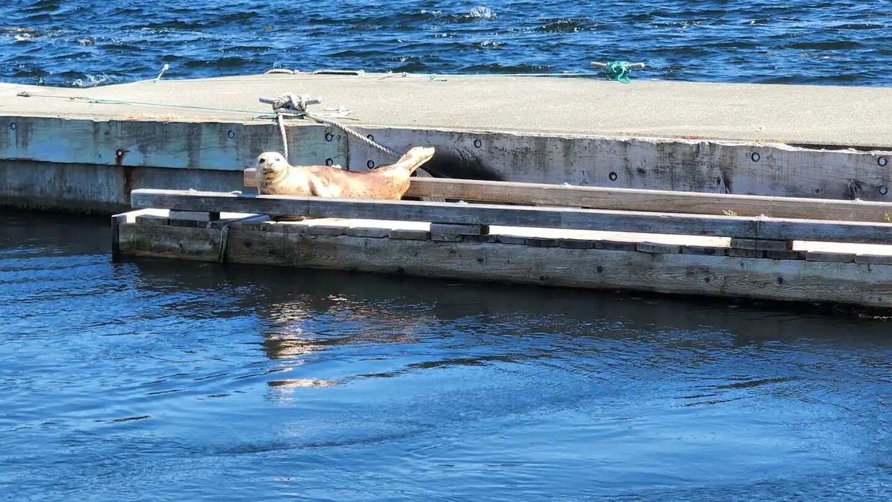 Photo of Others in Cowichan Bay