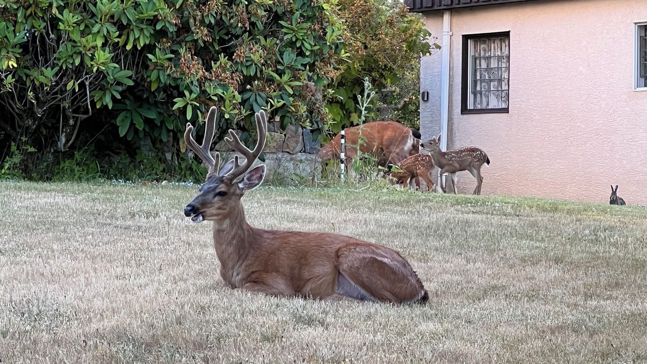 Photo of Outdoor in Cordova Bay